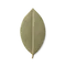 bay leaf
