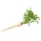 Parsley Root