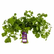 Organic Cilantro
