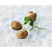 Live Littleneck Clam
