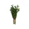 Thyme